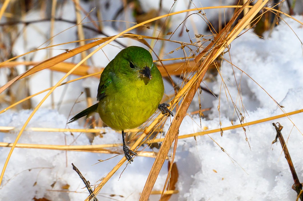 Painted Bunting - ML646939510