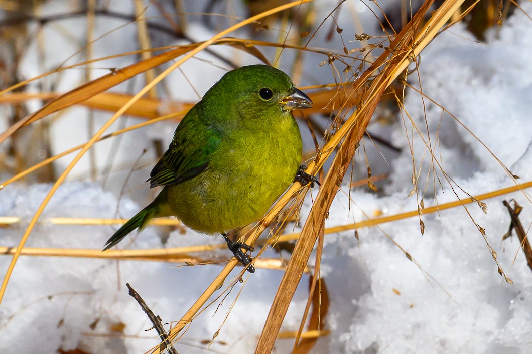 Painted Bunting - ML646939511
