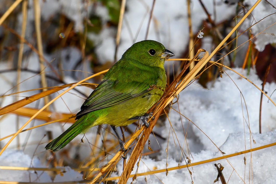 Painted Bunting - ML646939512