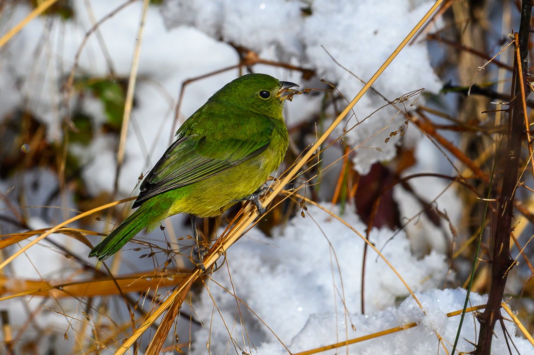 Painted Bunting - ML646939513