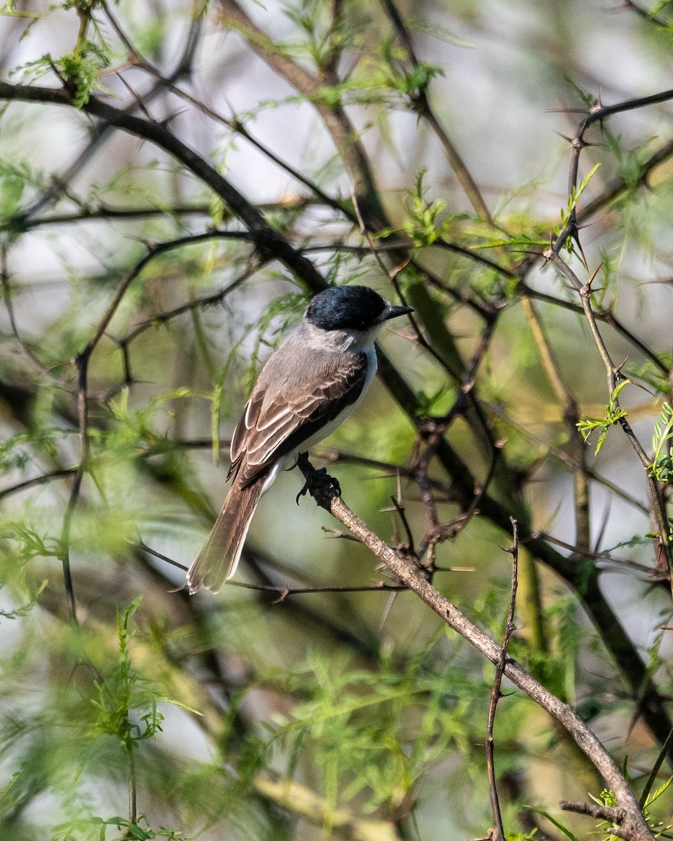 White-naped Xenopsaris - ML646939515