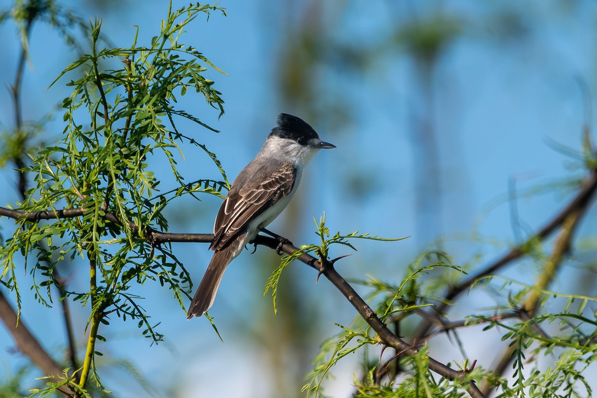 White-naped Xenopsaris - ML646939516