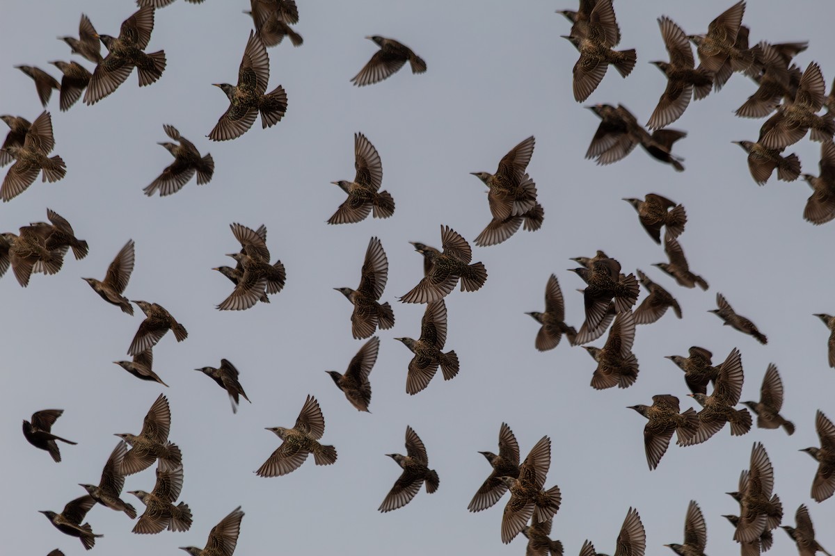 European Starling - ML646939518