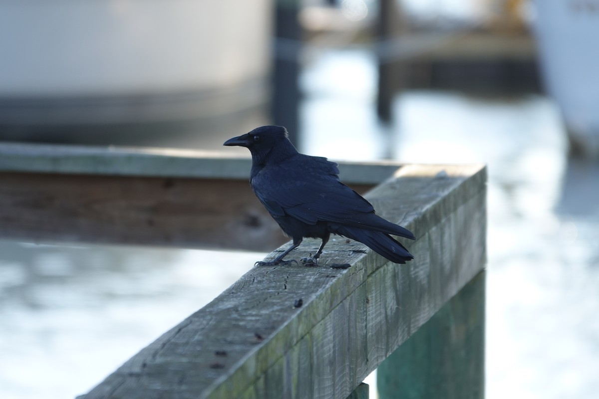 Fischkrähe - ML646939524