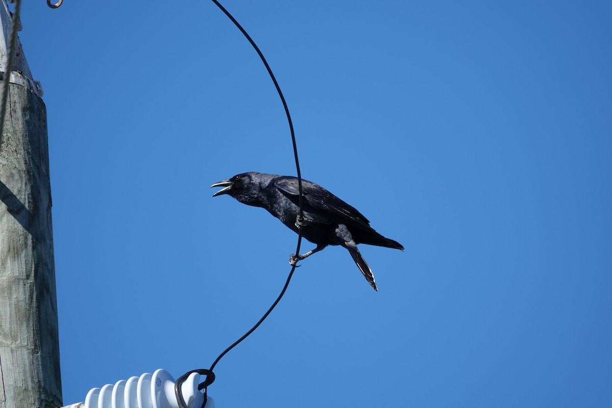 Fischkrähe - ML646939525