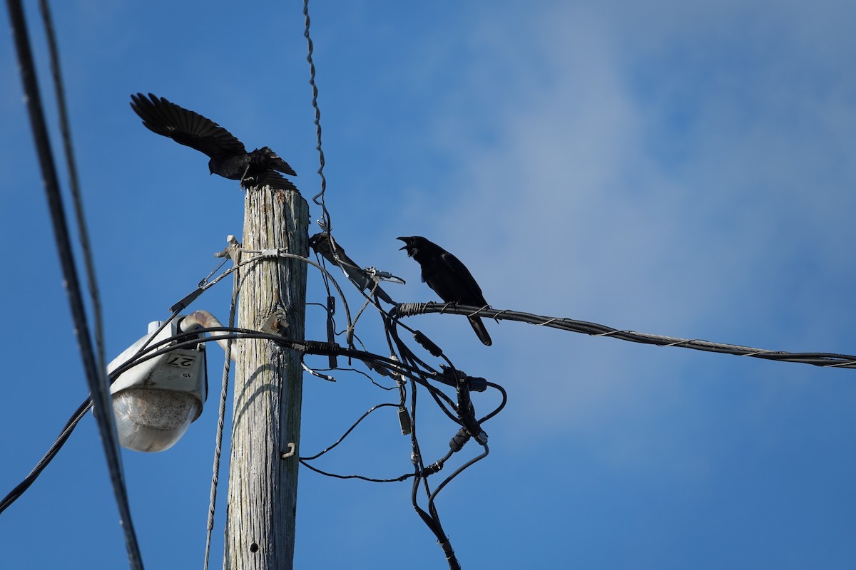 Fischkrähe - ML646939526