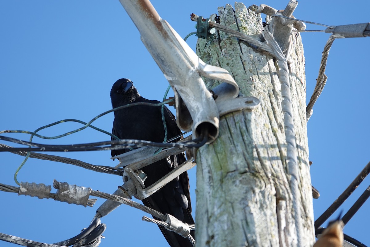 Fischkrähe - ML646939527