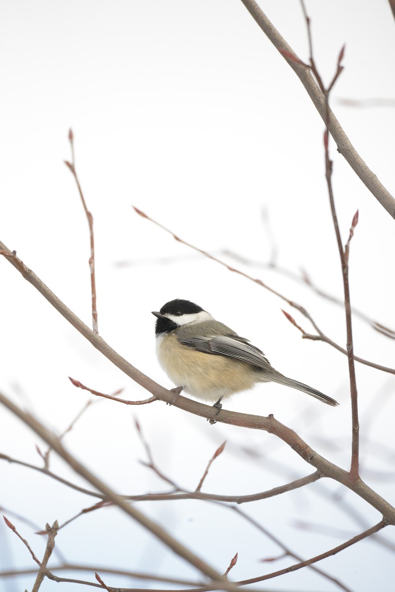 Black-capped Chickadee - ML646939528