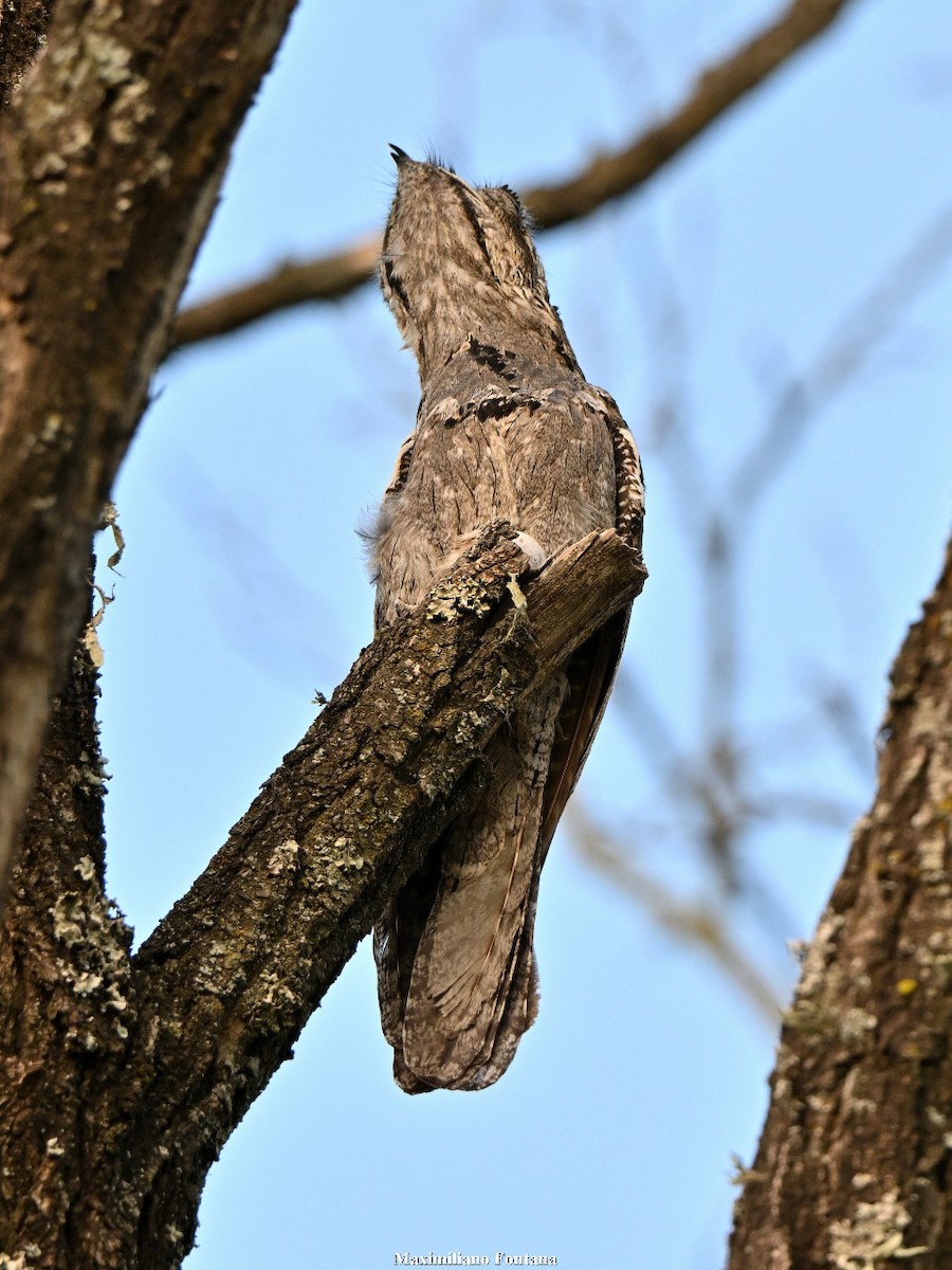 Klagetagschläfer - ML646939537