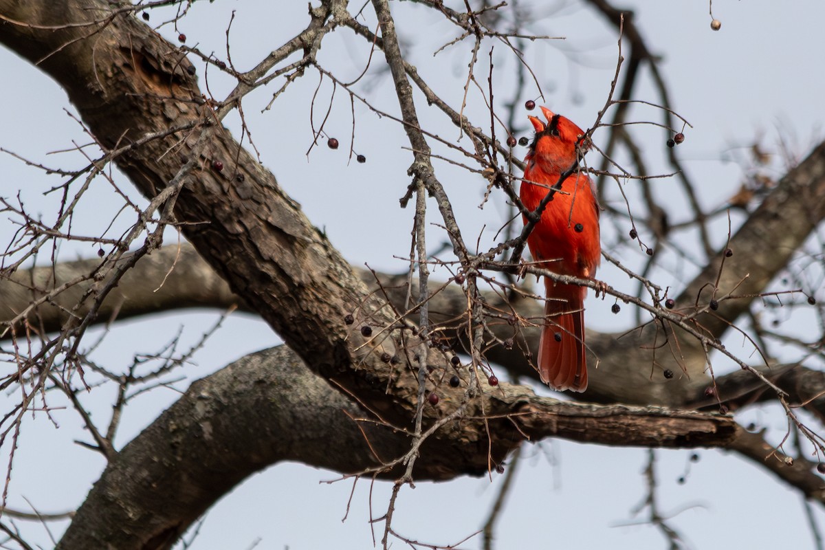 Northern Cardinal - ML646939539
