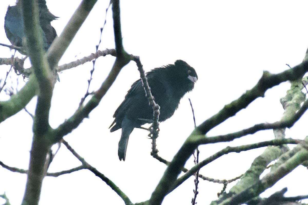 Bronzed Cowbird - ML646939540