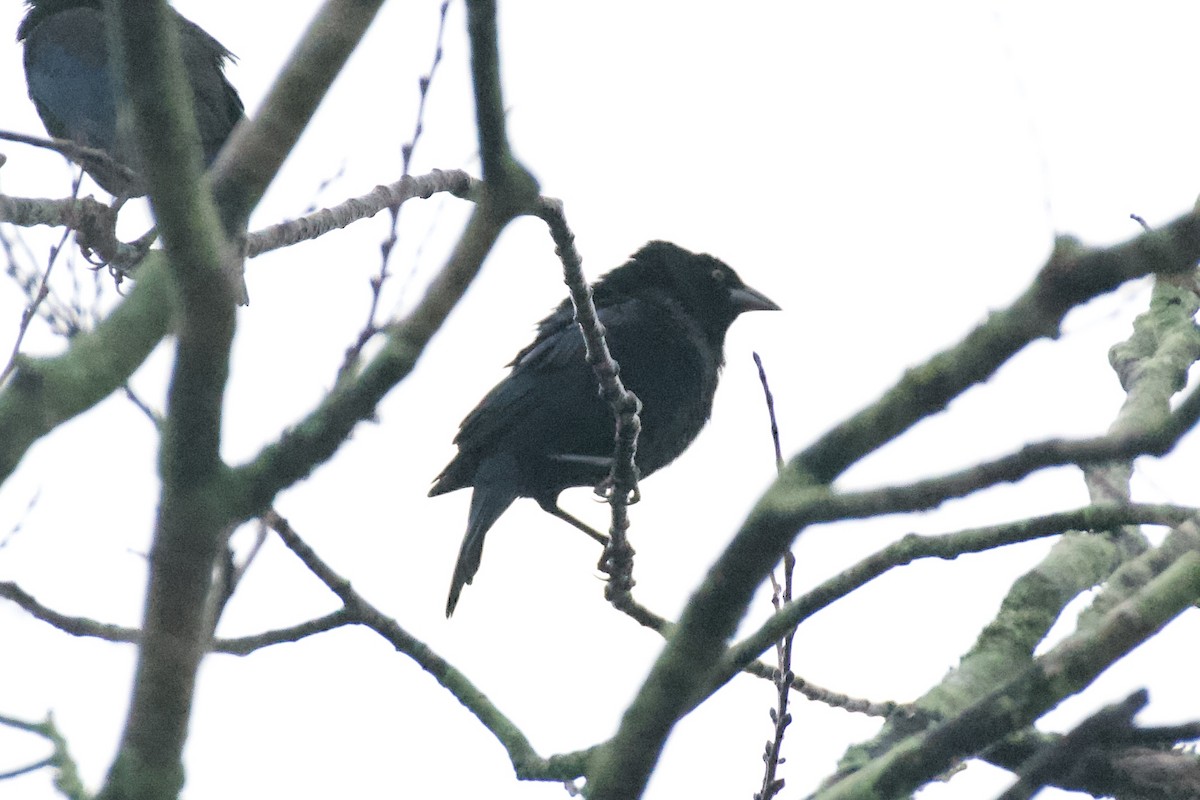 Bronzed Cowbird - ML646939541