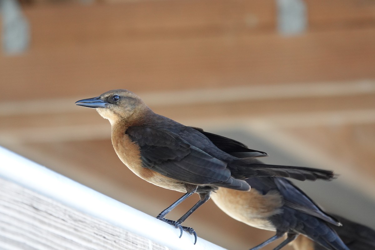 Bootschwanzgrackel - ML646939543