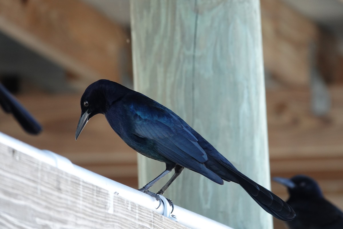 Bootschwanzgrackel - ML646939544