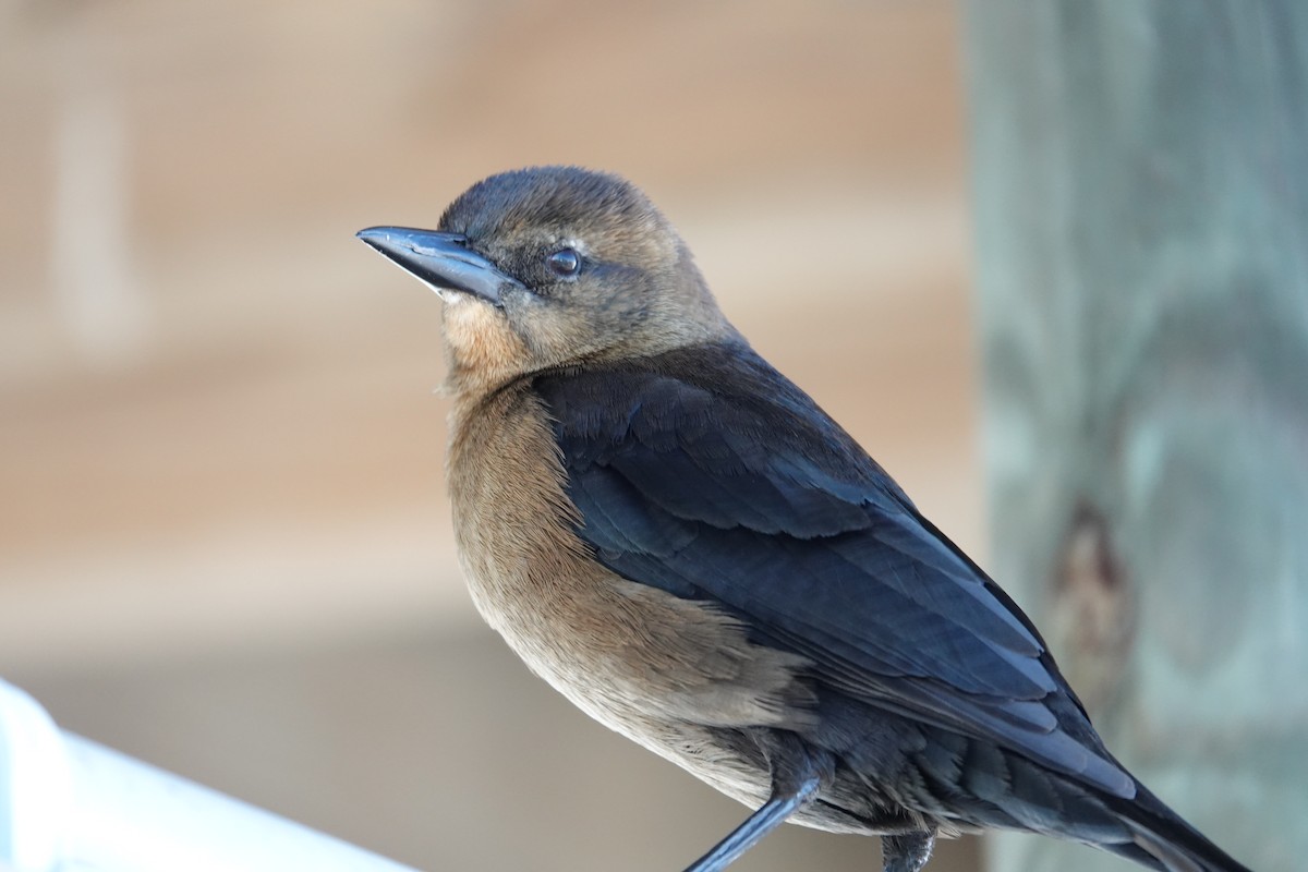 Bootschwanzgrackel - ML646939545