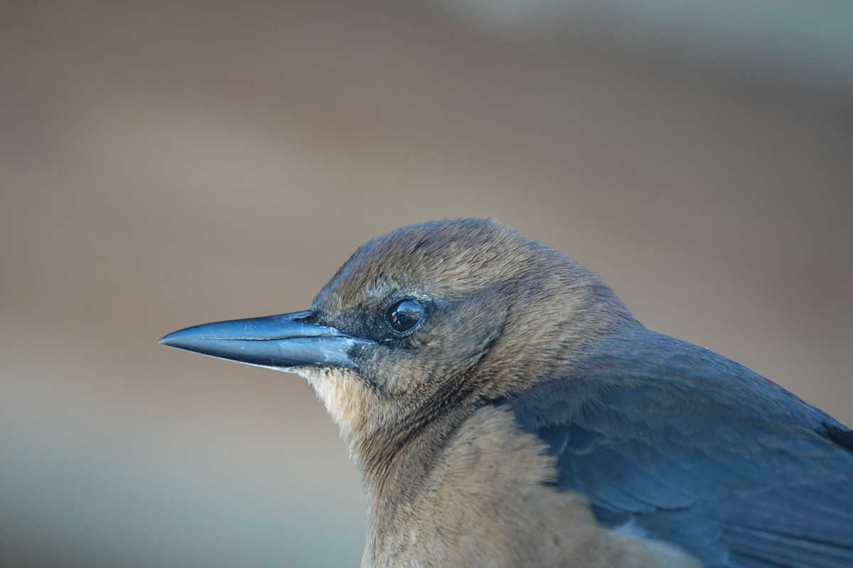 Bootschwanzgrackel - ML646939546