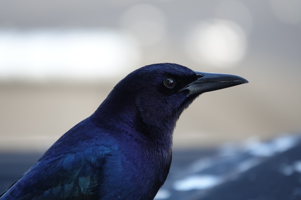 Bootschwanzgrackel - ML646939547