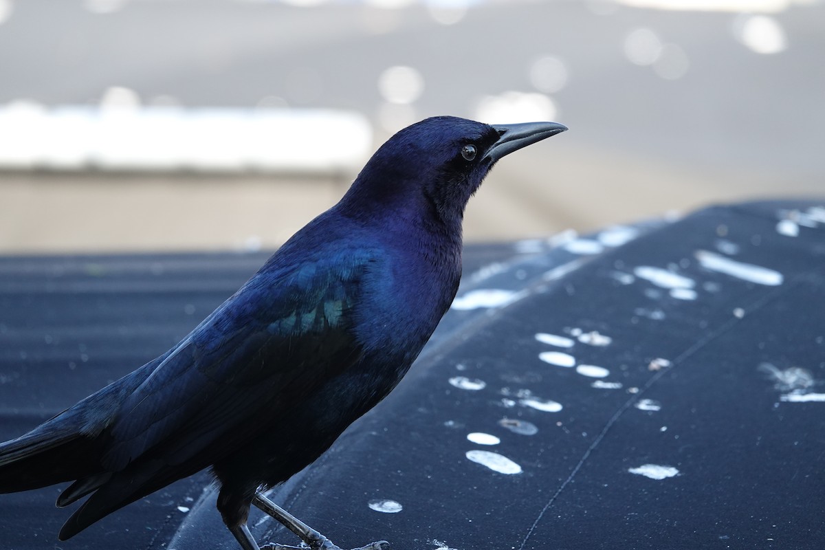 Bootschwanzgrackel - ML646939548