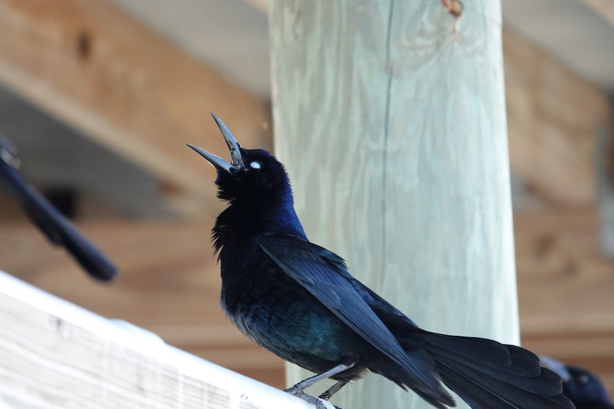 Bootschwanzgrackel - ML646939549