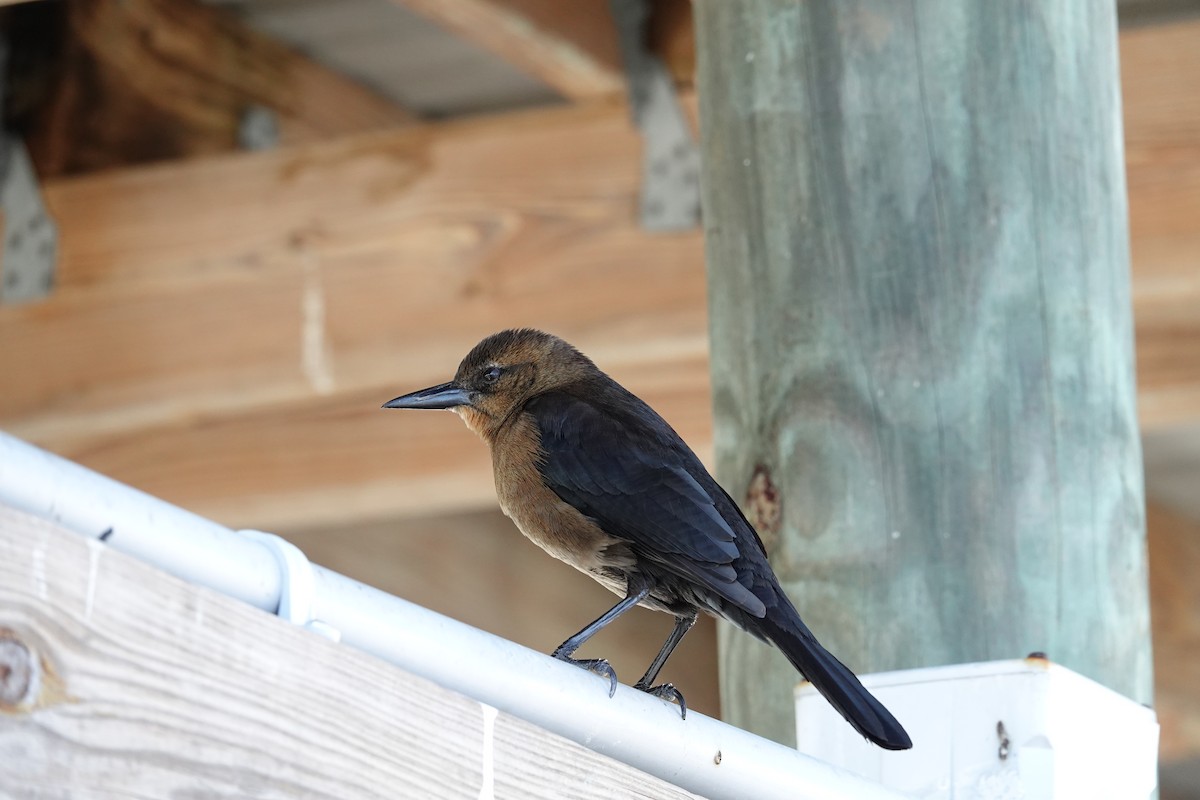 Bootschwanzgrackel - ML646939550