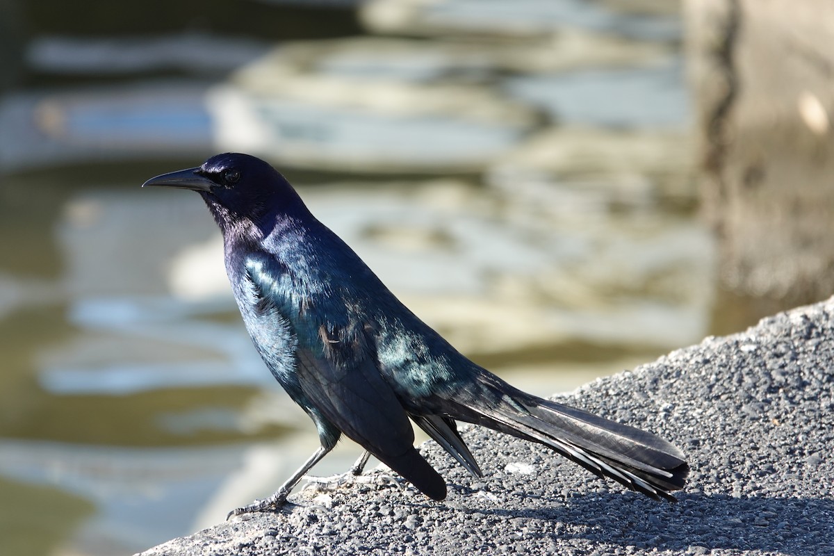 Bootschwanzgrackel - ML646939551