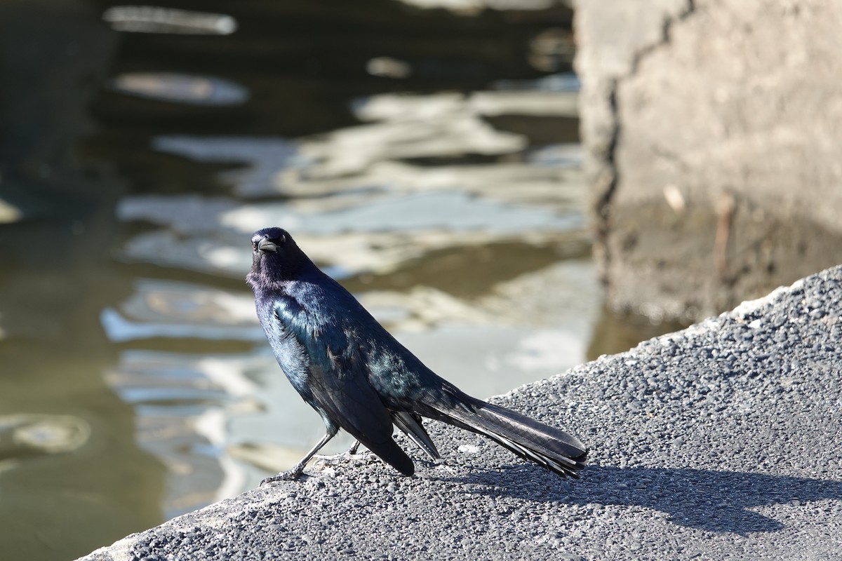 Bootschwanzgrackel - ML646939552