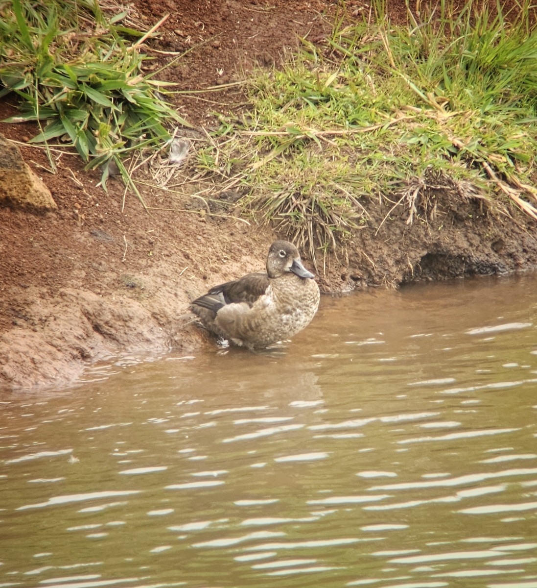 Halkalı Patka - ML646939554