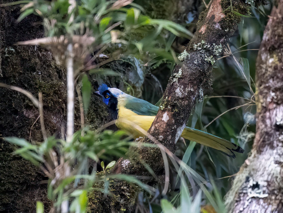 Green Jay - ML646939558