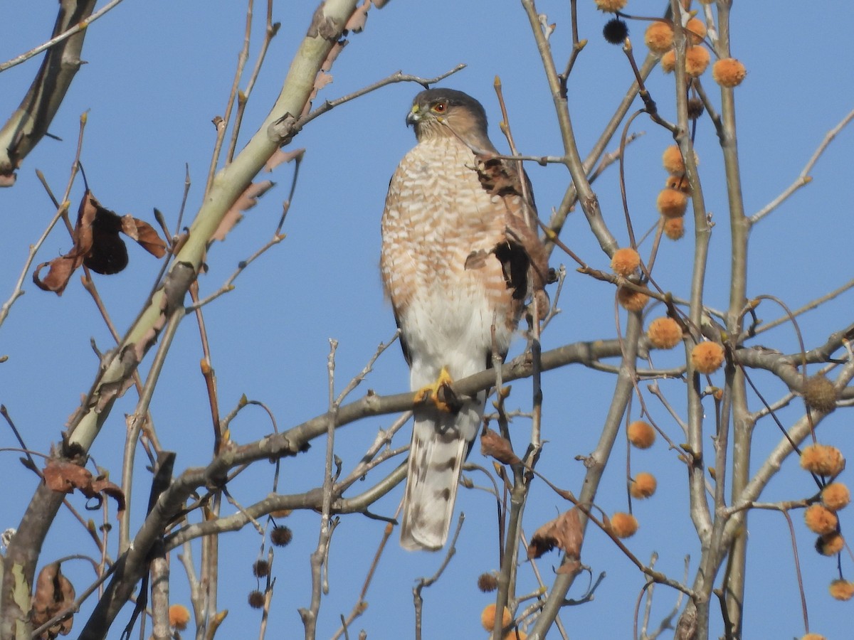 Sharp-shinned Hawk - ML646939561