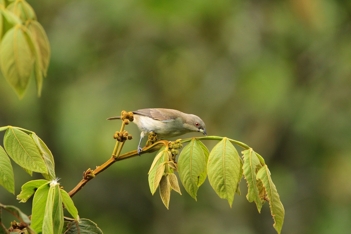 Turquoise Dacnis - ML646939562