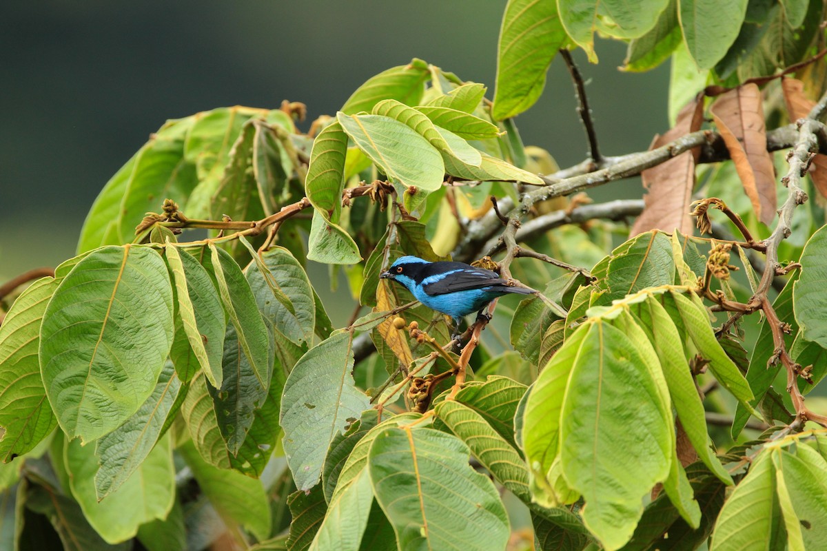 Turquoise Dacnis - ML646939563