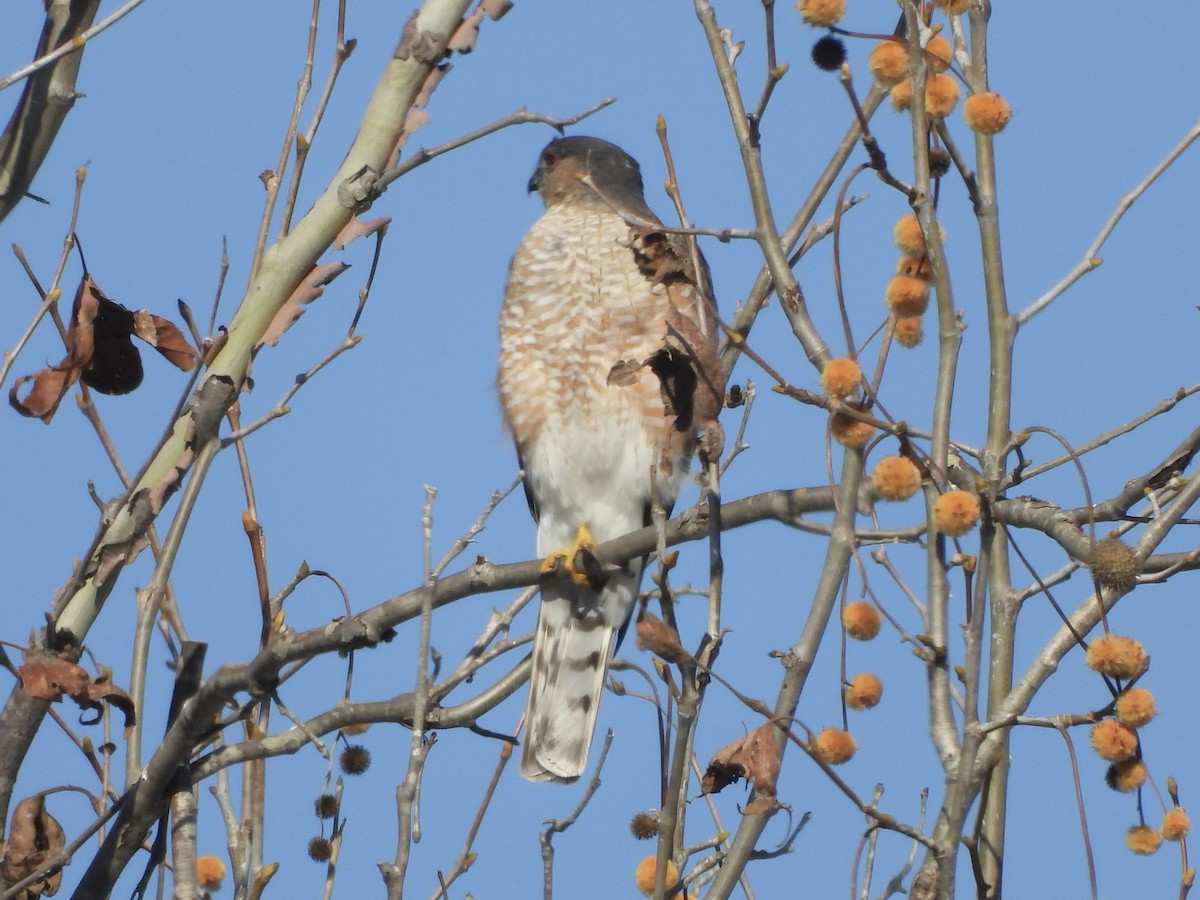 Sharp-shinned Hawk - ML646939566