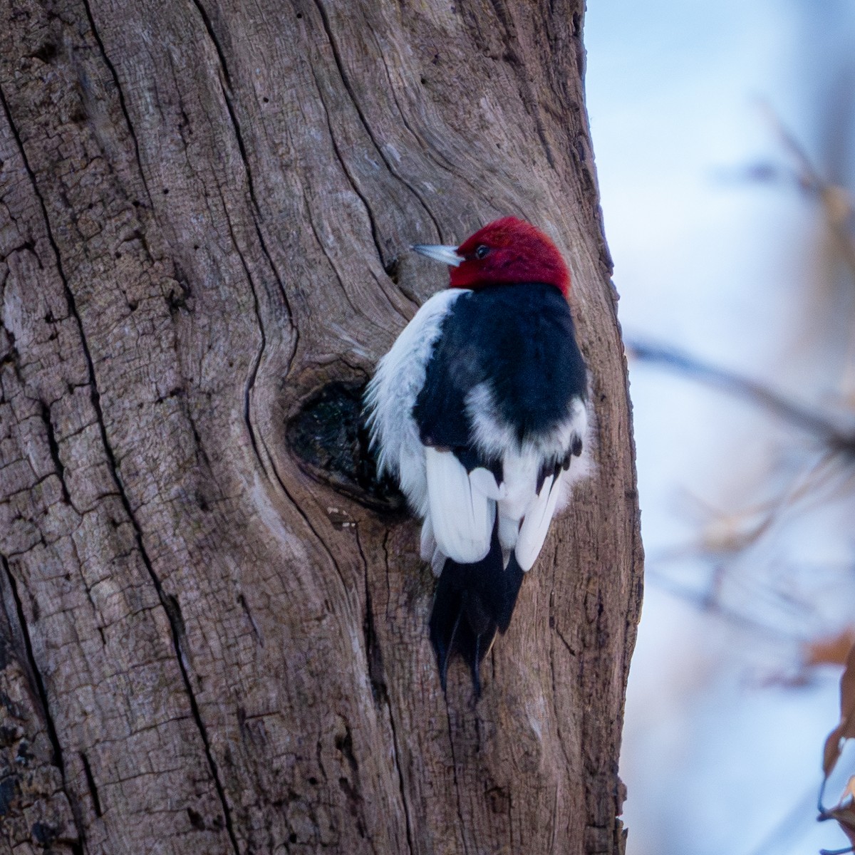 Red-headed Woodpecker - ML646939568