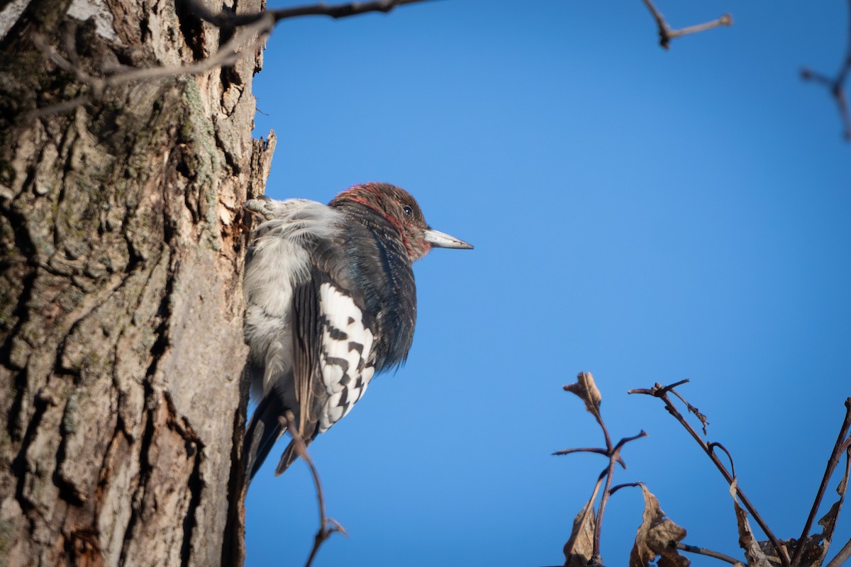 Red-headed Woodpecker - ML646939569