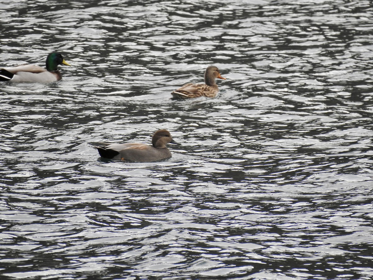 snadderand - ML646939572