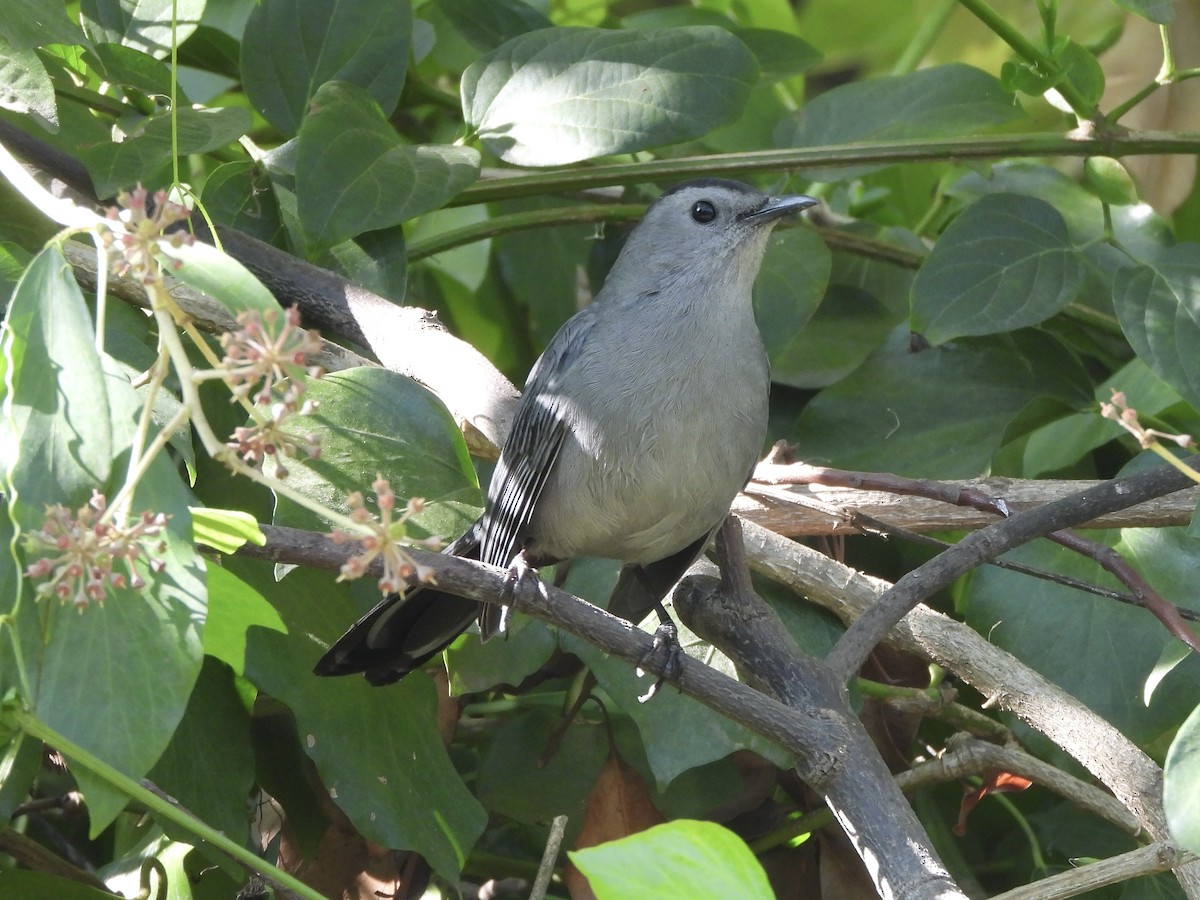 Gray Catbird - ML646939575