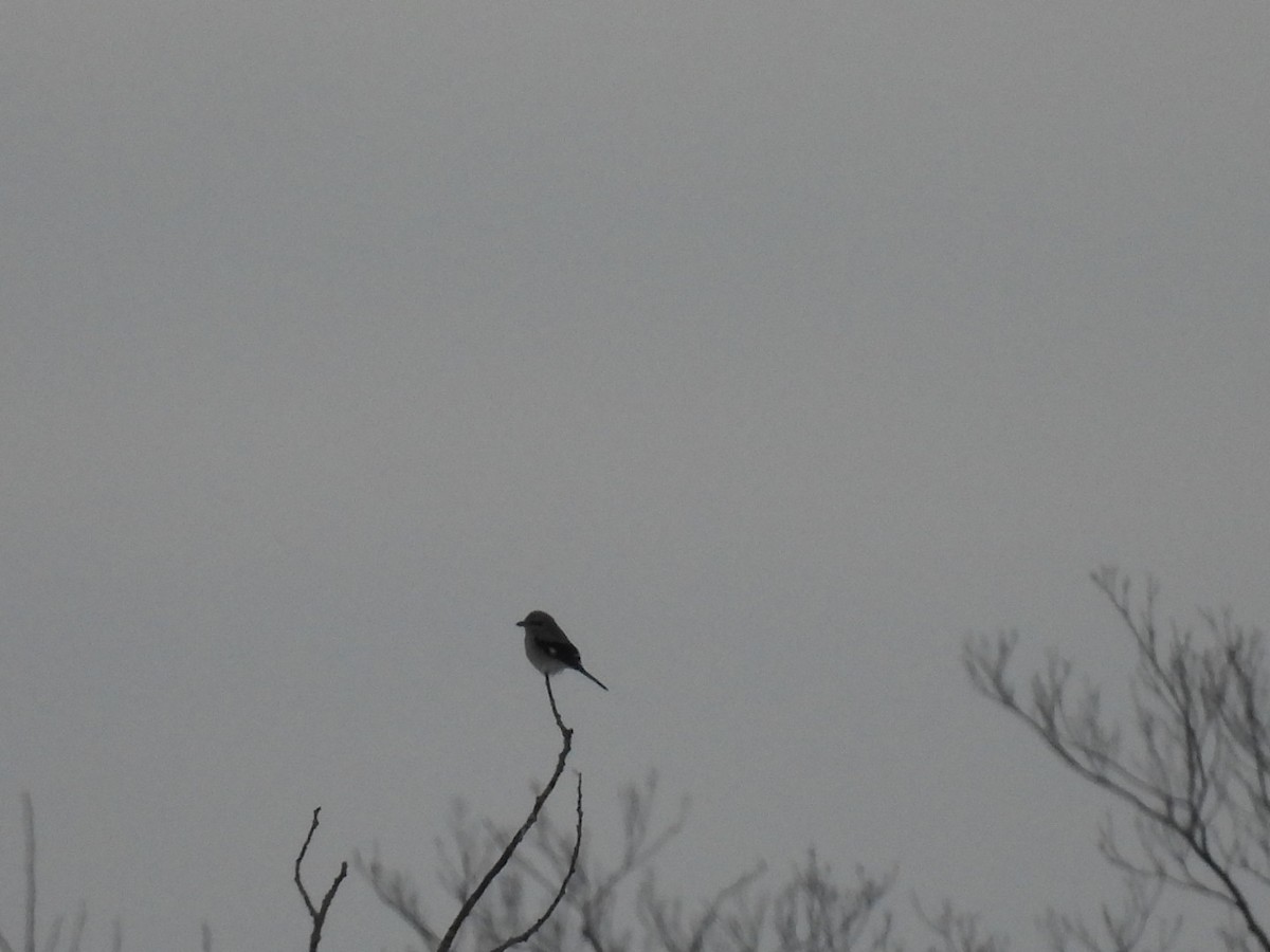 ťuhýk severní - ML646939576