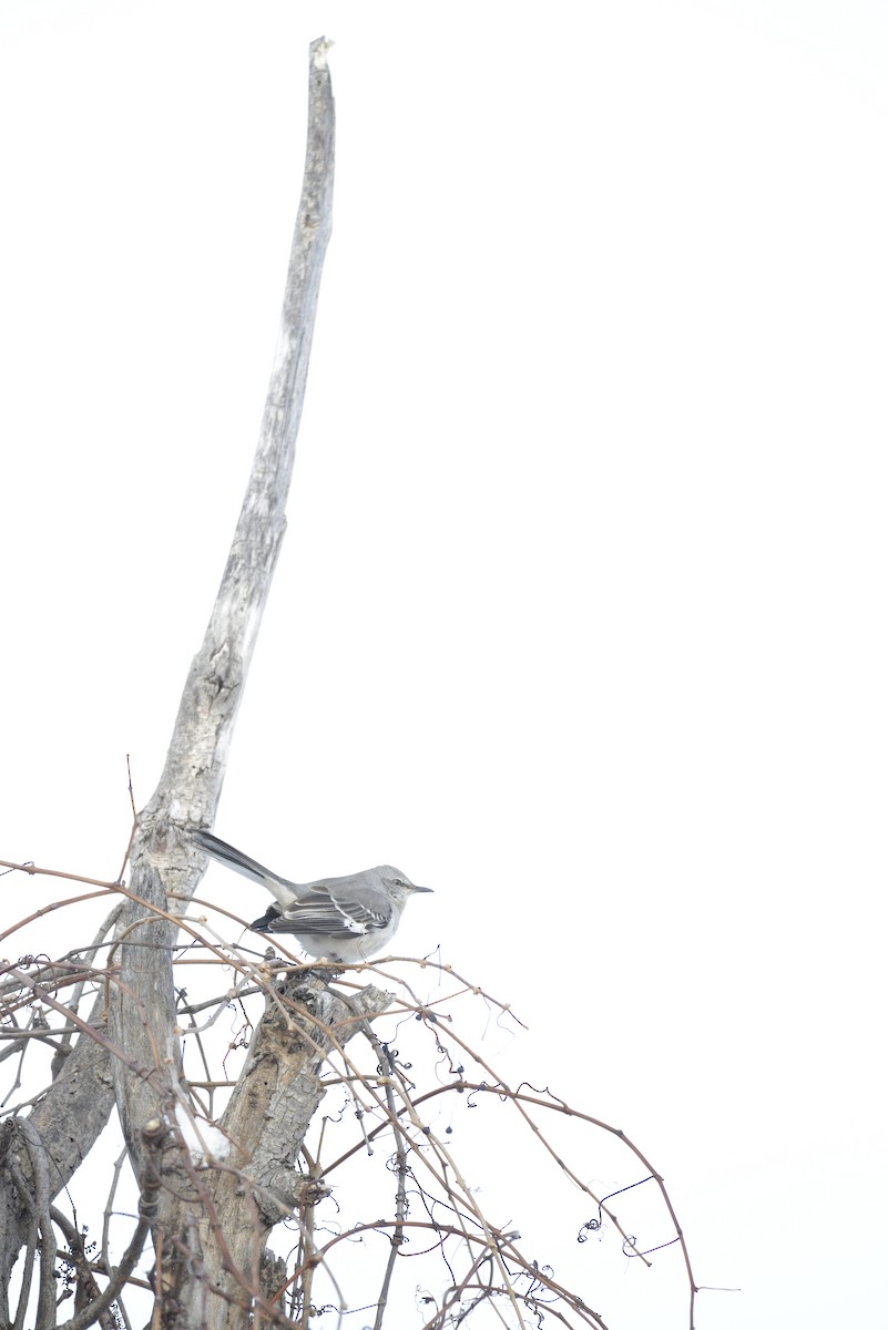 Northern Mockingbird - ML646939582