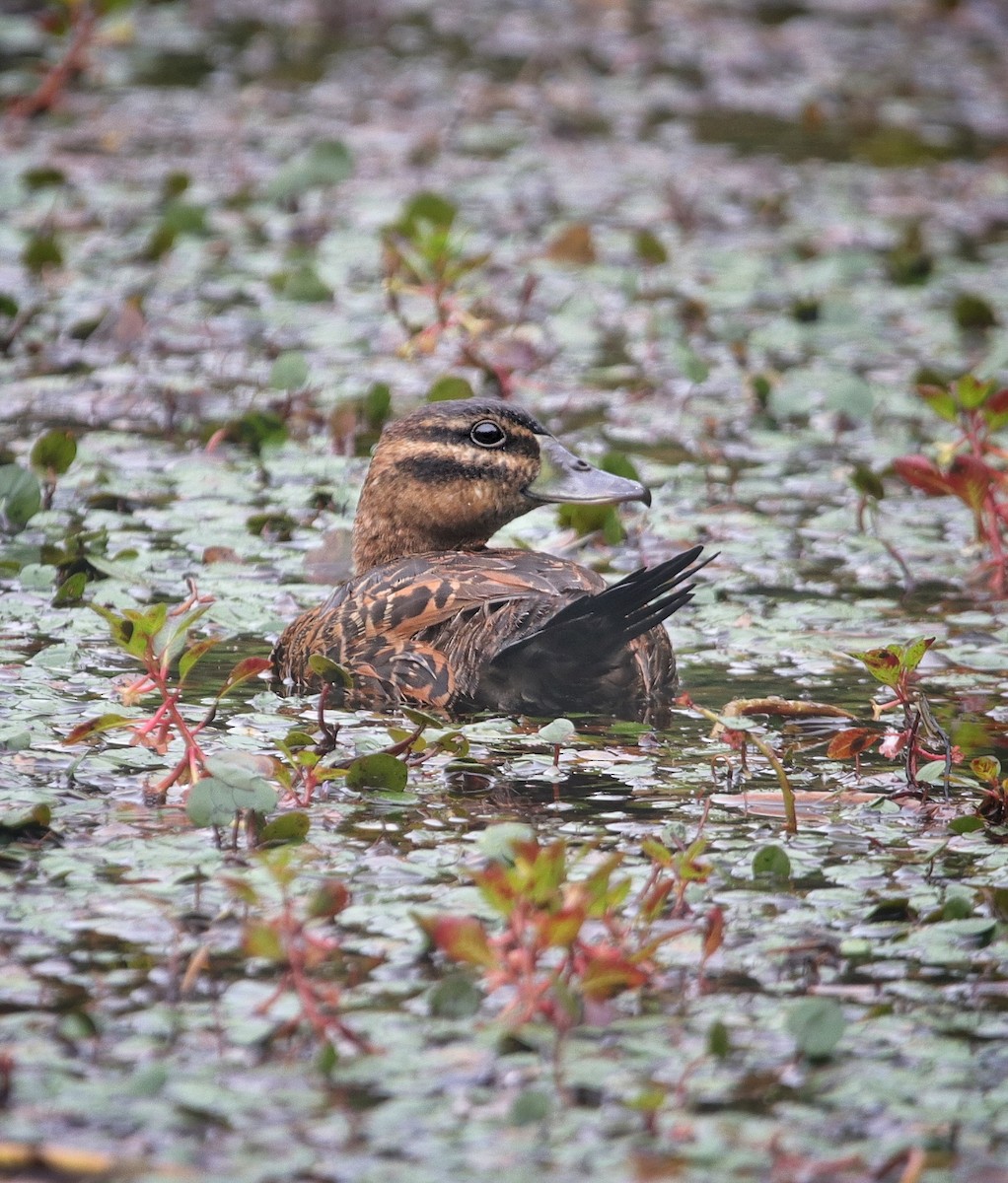 Maskeli Dikkuyruk - ML646939585