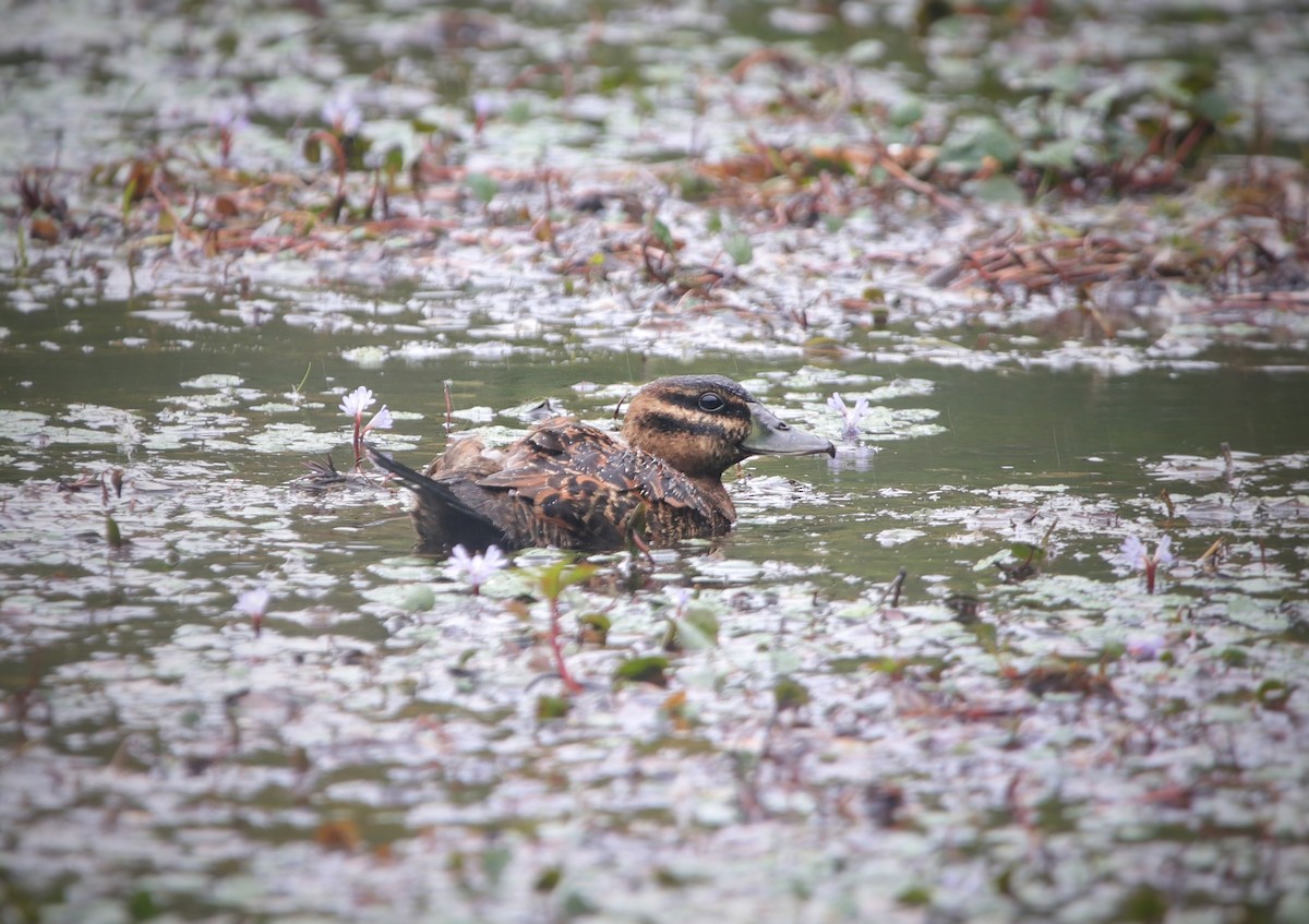 Maskeli Dikkuyruk - ML646939586