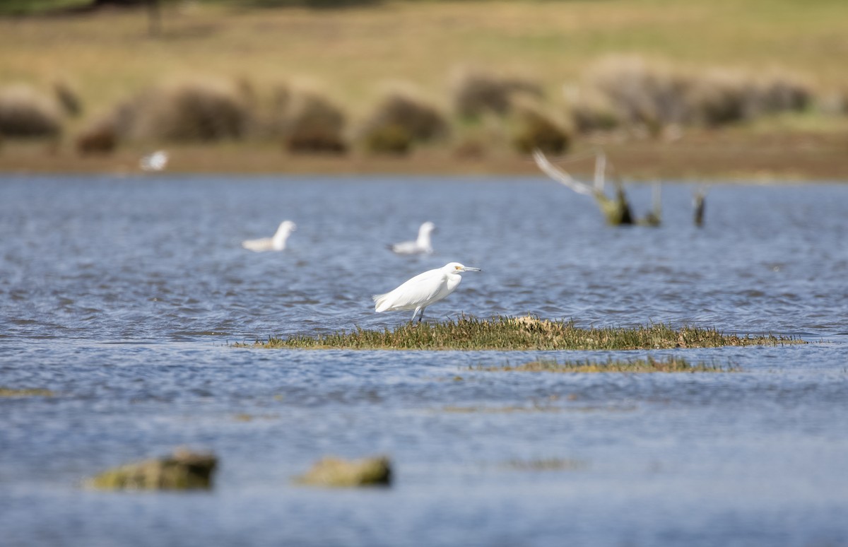 Seidenreiher - ML646939587