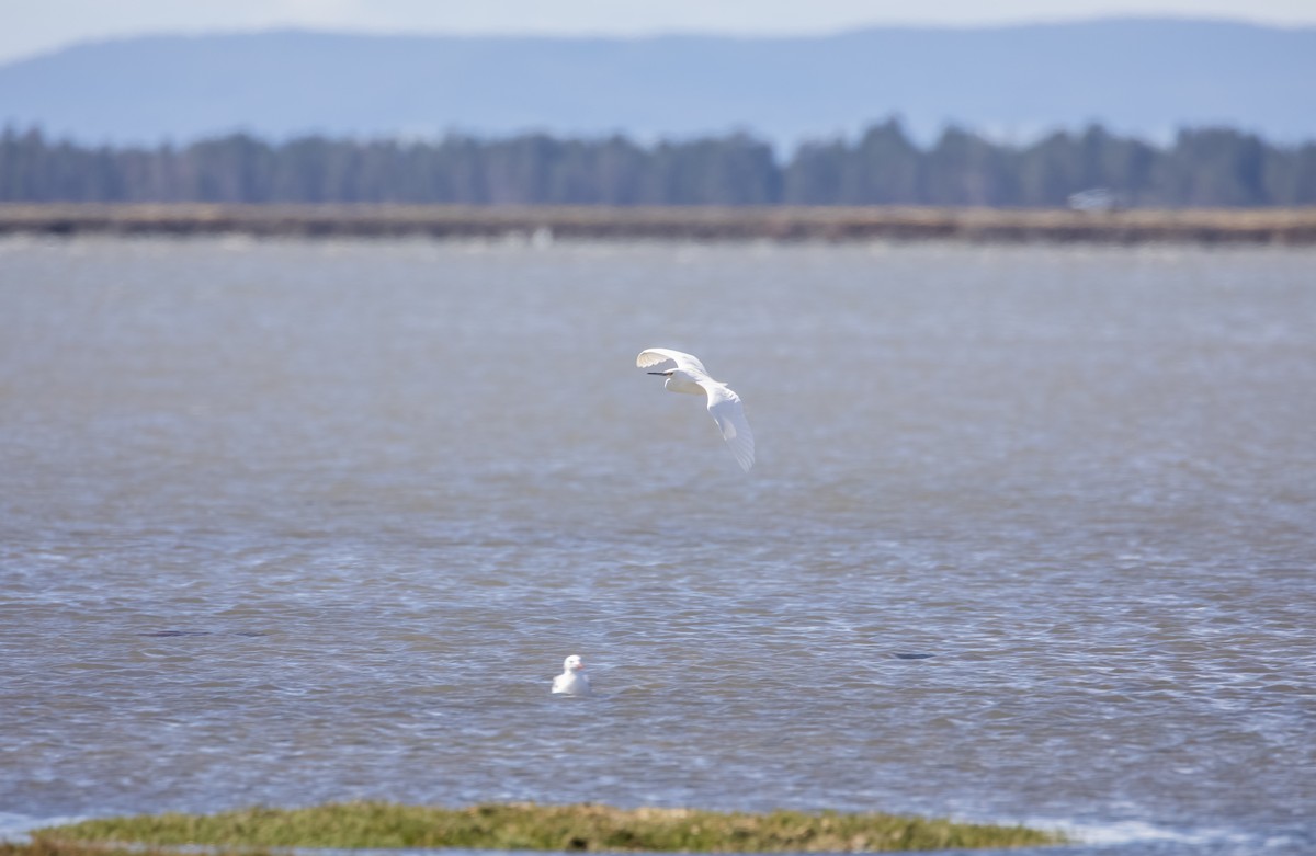 Seidenreiher - ML646939588