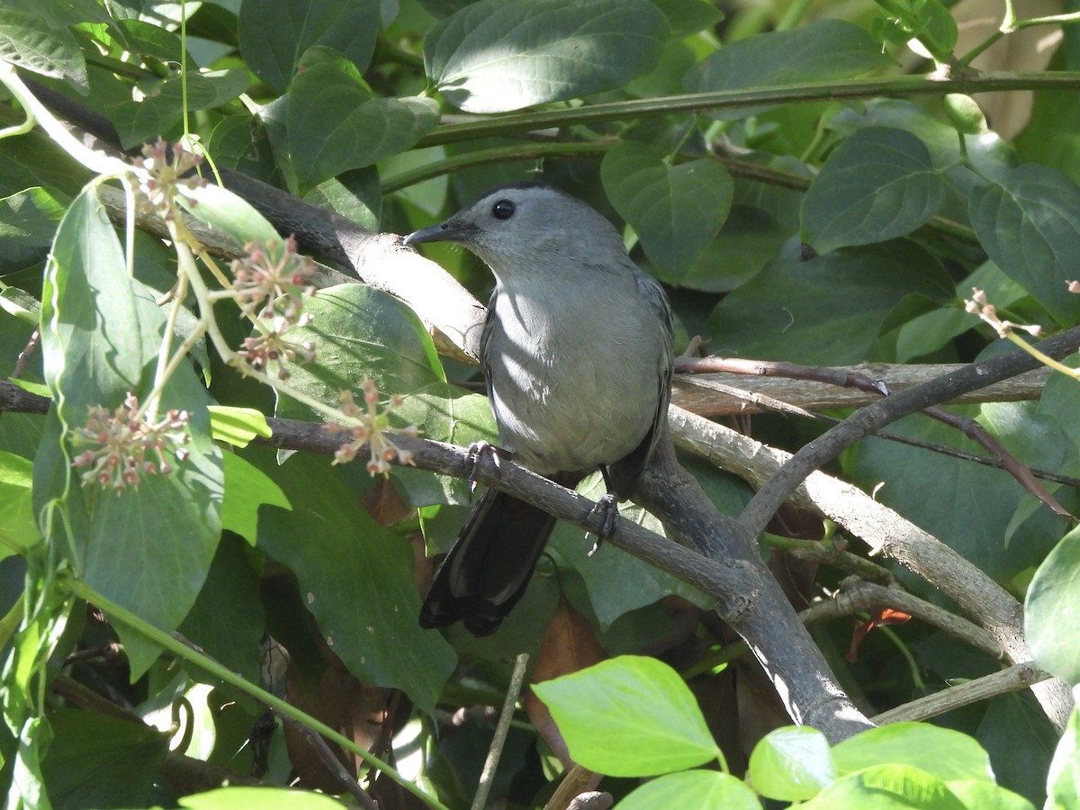 Gray Catbird - ML646939589