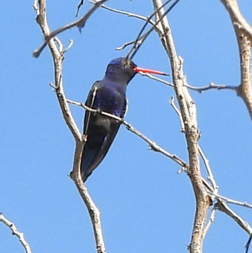 Turquoise-crowned Hummingbird - ML646939593
