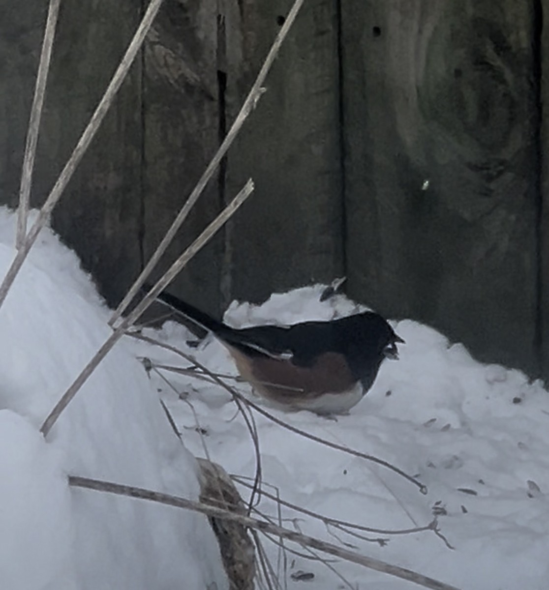 Eastern Towhee - ML646939594