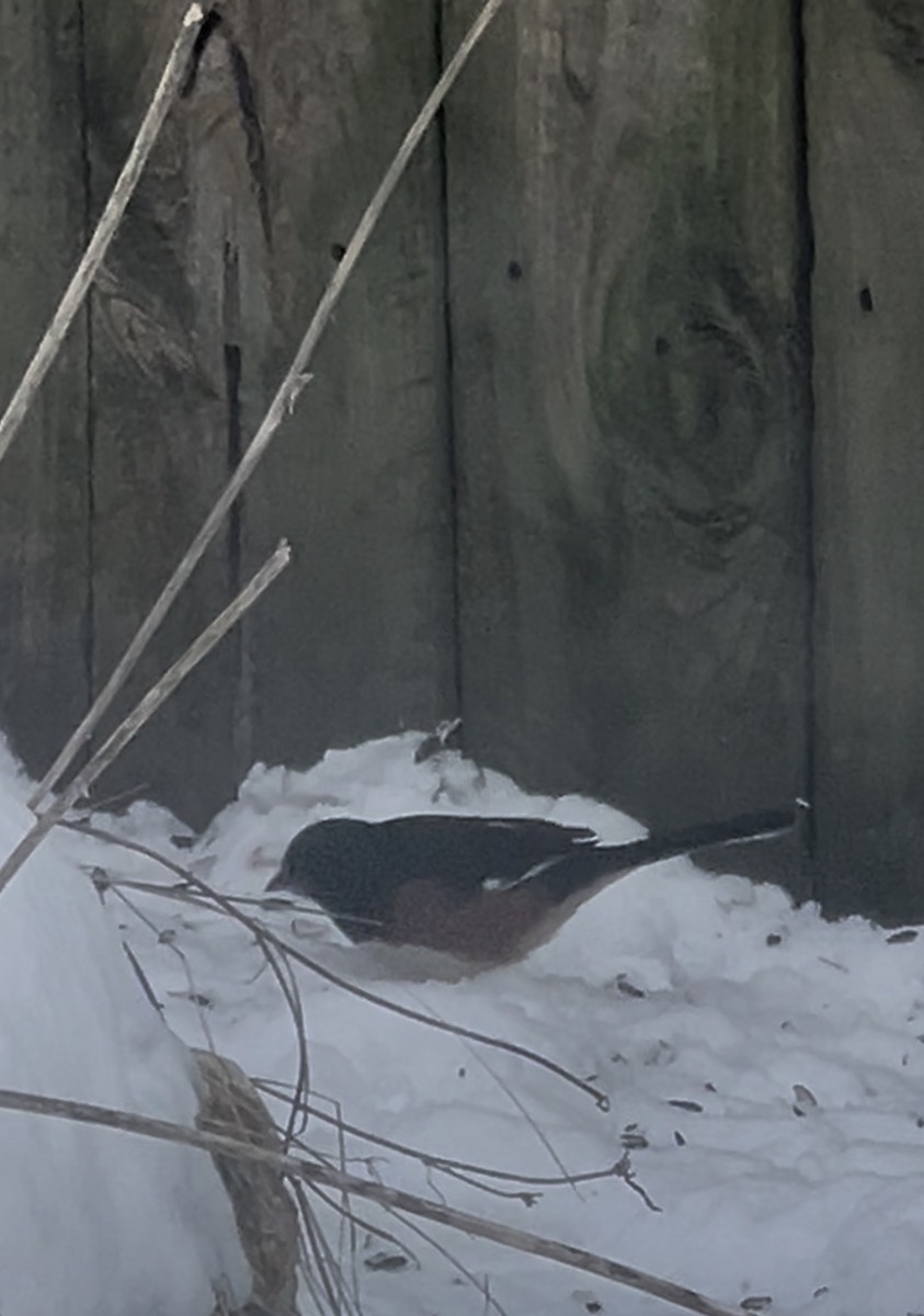 Eastern Towhee - ML646939595
