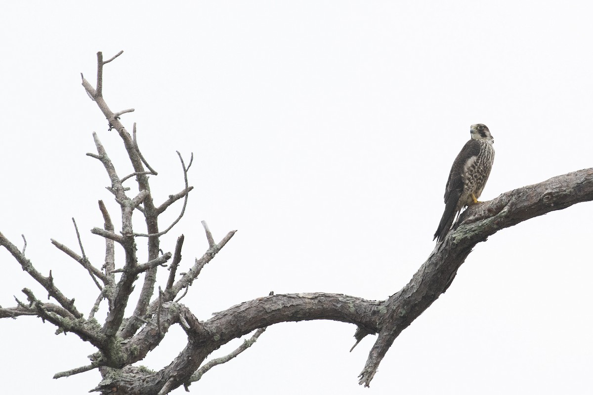 Peregrine Falcon - ML646939598