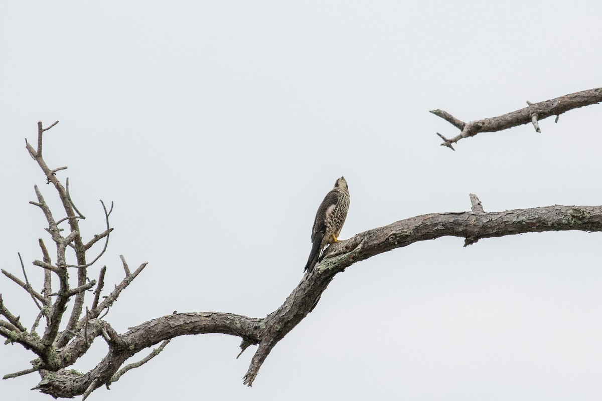Peregrine Falcon - ML646939599