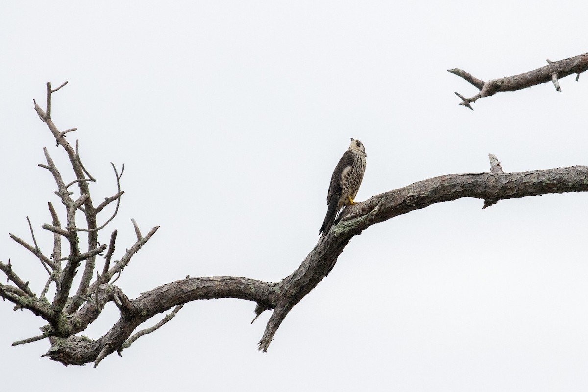 Peregrine Falcon - ML646939600