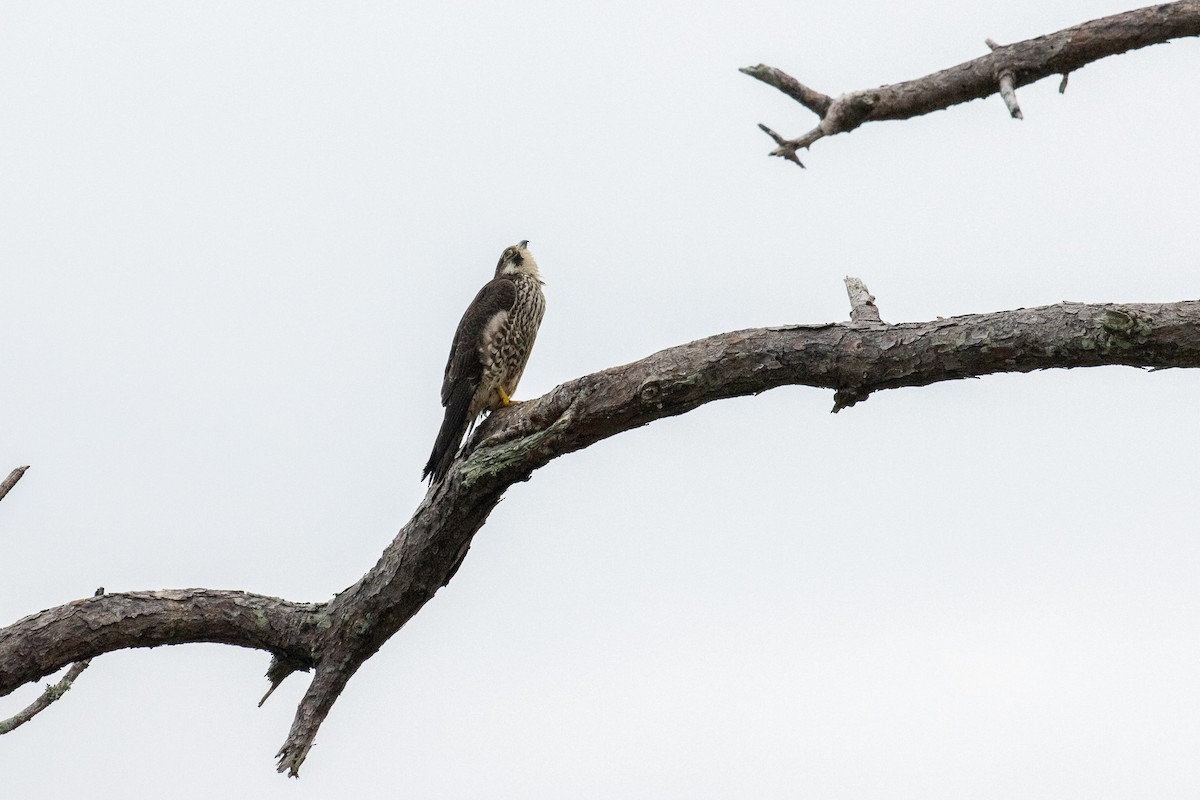 Peregrine Falcon - ML646939601